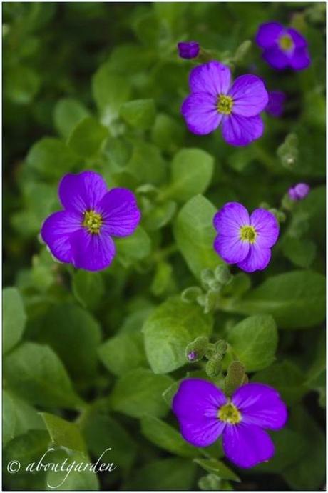 declinazioni in viola