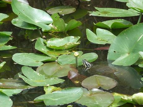 Everglades