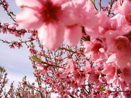 S.O.S.   GIUSTIZIA CERCASI