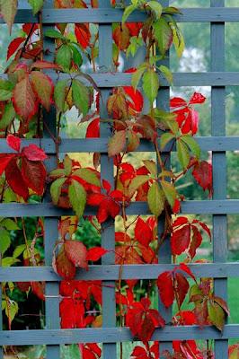 Parthenocissus Tricuspidata o Vite americana