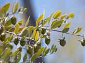 Olio Jojoba, perché così speciale