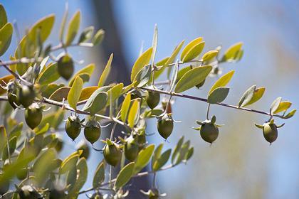 Olio di Jojoba, perché è così speciale