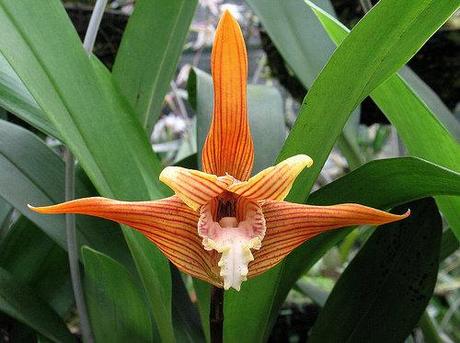 Ecuador, alla scoperta delle orchidee