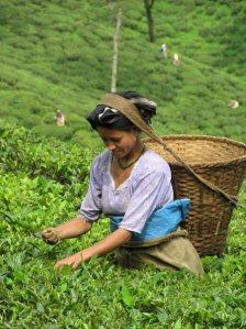 India, il tè diventerà bevanda nazionale