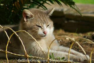 Photo Hunt 2012 (Terza parte)