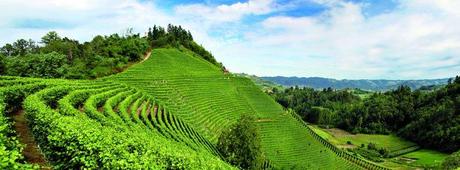 I'm waiting for #AlbaCamp, where food, wine and travel bloggers will enjoy the Langhe!