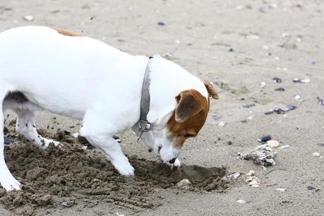 The beach in winter....ops spring!