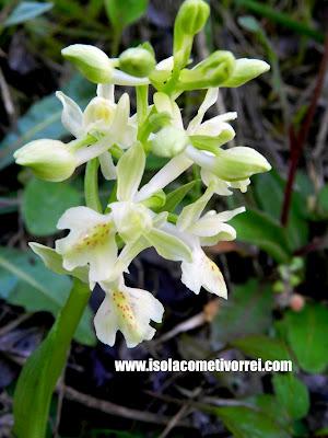 Orchis provincialis.