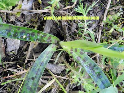 Orchis provincialis.