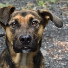 Storia commovente del “cane senza nome” A Tonara veglia la tomba del padrone