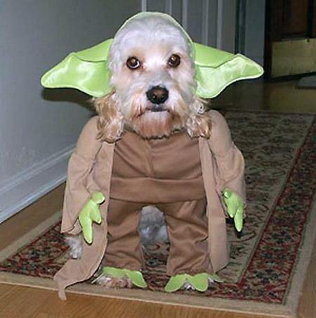 Il cane di Yoda