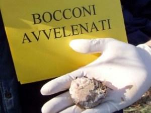 Le polpette avvelenate arrivano anche a Terrasini