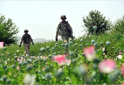 poppy fields