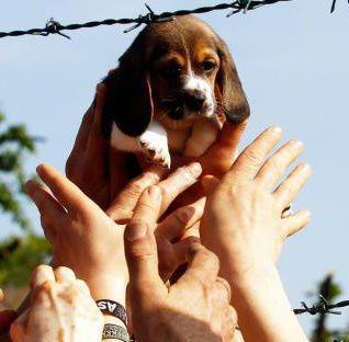 La liberazione dei beagle