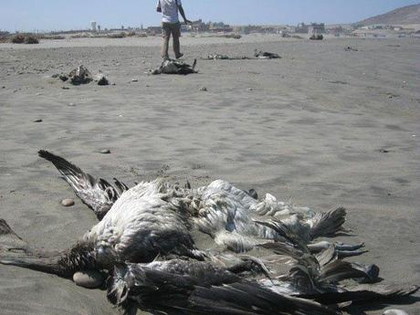 Strage di pellicani sulle spiagge del Peru