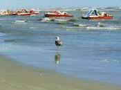 Galleria delle foto (più meno) artistiche. Capitolo secondo: ALTRI ANIMALI.