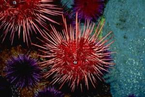 Maxi sequestro di ricci di mare