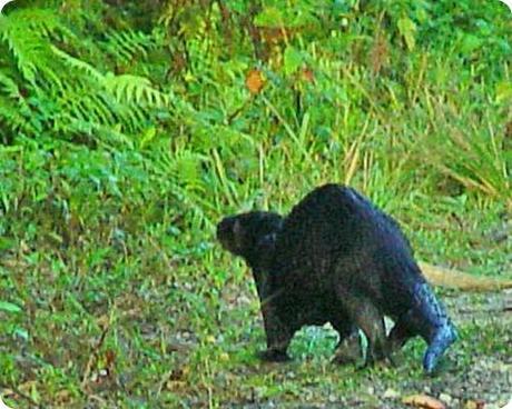 everglades-otter5