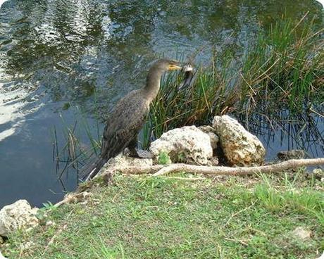 everglades-birds-eating-catfish-lake-harbor