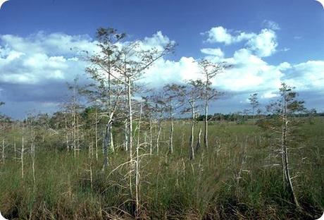 everglades-12399