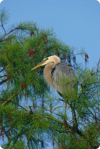 everglades-national-park-florida-fla566