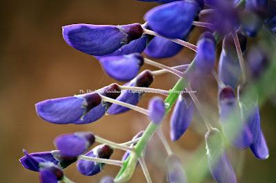 La felicità è saponosa...