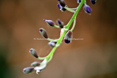 La felicità è saponosa...