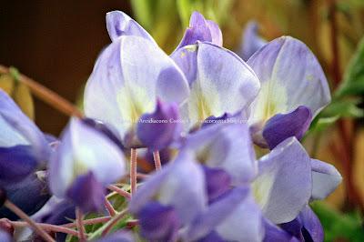 La felicità è saponosa...