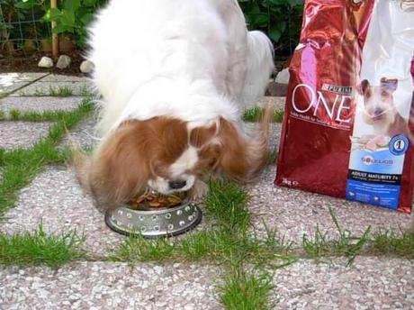 #purinaonepetdiary | La prima settimana di King