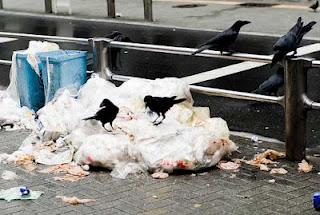 La guerra dei corvi in Giappone