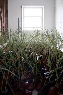 Dominic Wilcox_field