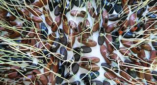 Dominic Wilcox_field