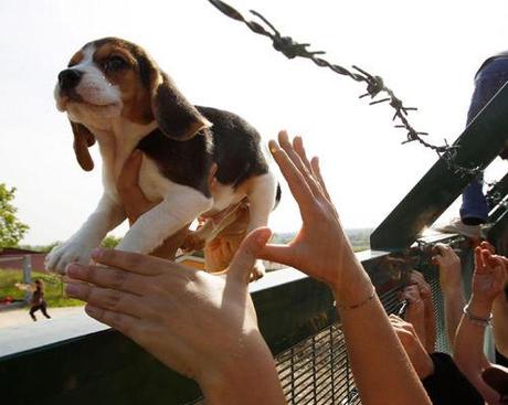 i cuccioli di Beagle vengono liberati