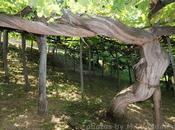 Benito Ruggiero torna Positano libro racconti