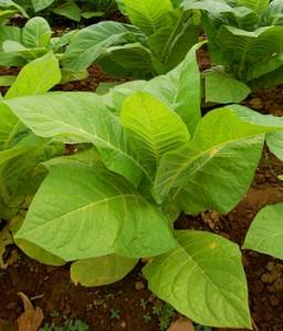 La Sardegna torna al tabacco “Sa Folla” progetto di centomila piantine