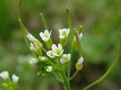 scienza botanica indaga sull'alluminio, compie molti studi varietà resistenti all'alluminio, anche creando organismi geneticamente modificati