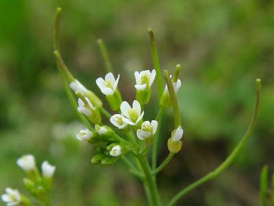 La scienza botanica indaga sull'alluminio, e compie molti studi su varietà resistenti all'alluminio, anche creando organismi geneticamente modificati