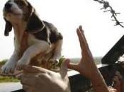 Blitz Green Hill, animalisti liberano beagle
