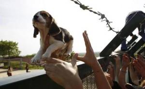 Blitz a Green Hill, gli animalisti liberano i beagle