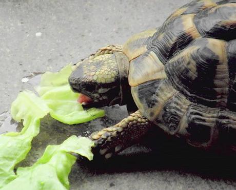 Budino di riso alla vaniglia con prugne al vino speziato