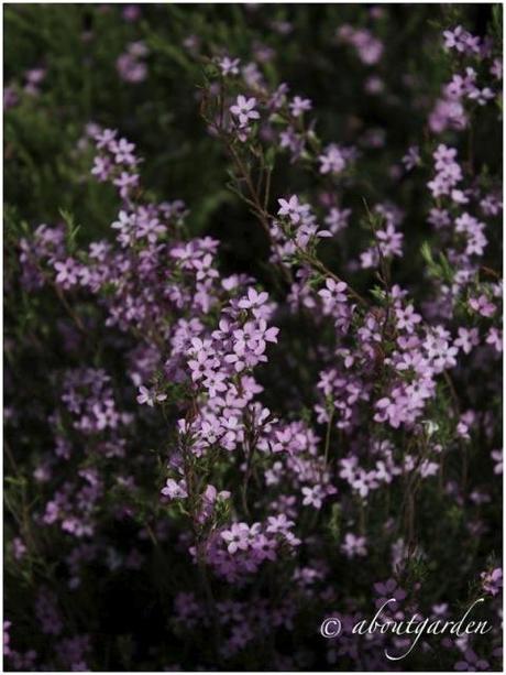 Aregai in Fiore… immagini e pensieri