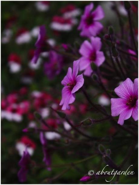 Aregai in Fiore… immagini e pensieri