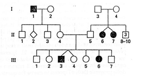 Alberi genealogici: i simboli