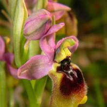 Ophrys Tenthredinifera