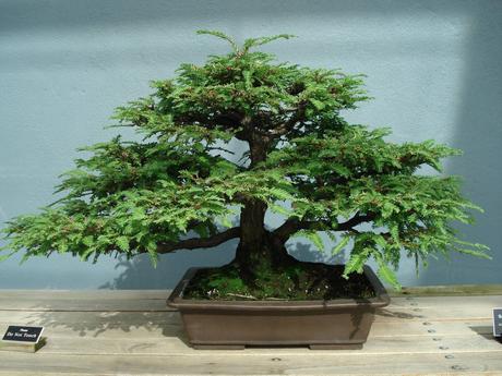 La liberazione del bonsai