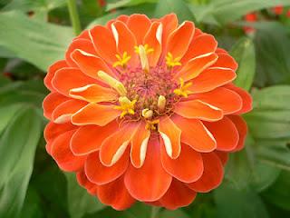 La Zinnia