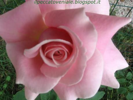 le mie rose