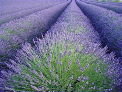 La Moltiplicazione della Lavanda