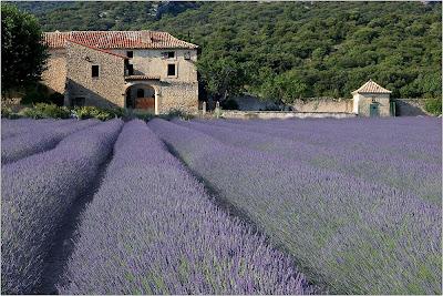 La Moltiplicazione della Lavanda