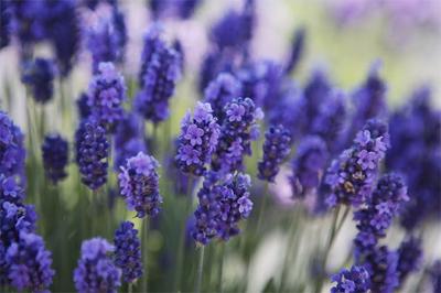 La Moltiplicazione della Lavanda